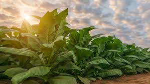 tobacco